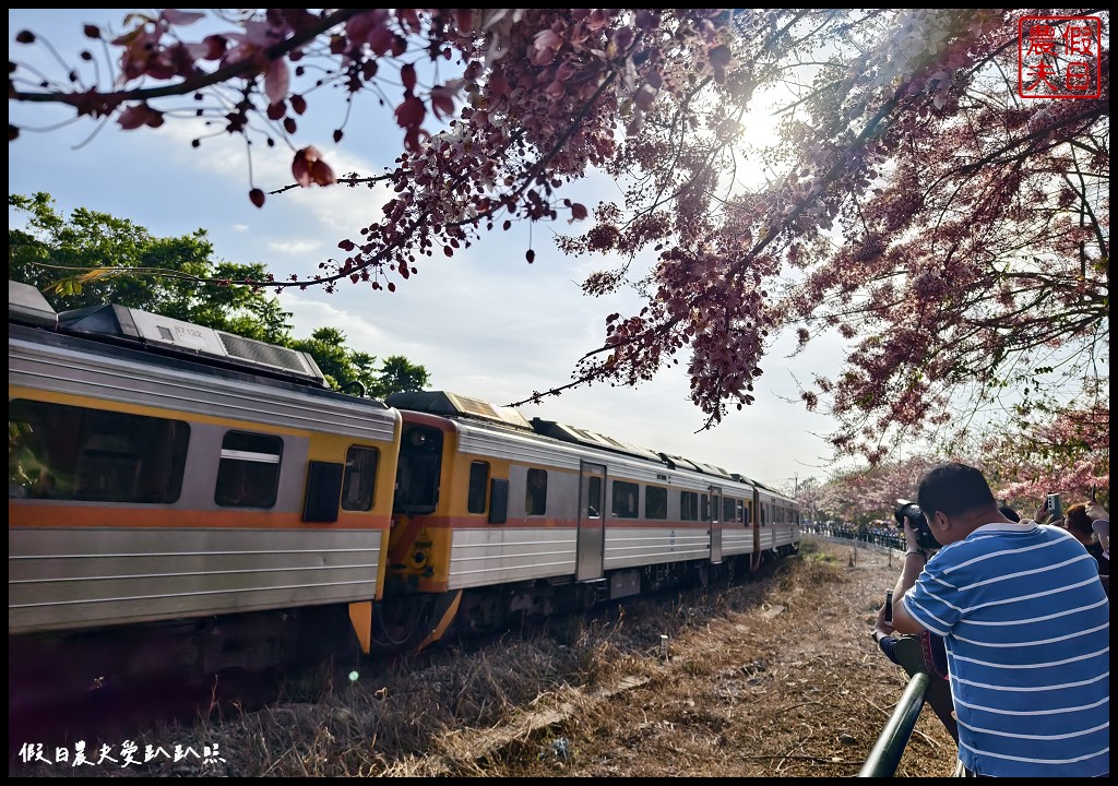 二水鐵道花旗木|媲美阿里山櫻花鐵道 集集小火車和花旗木同框 @假日農夫愛趴趴照