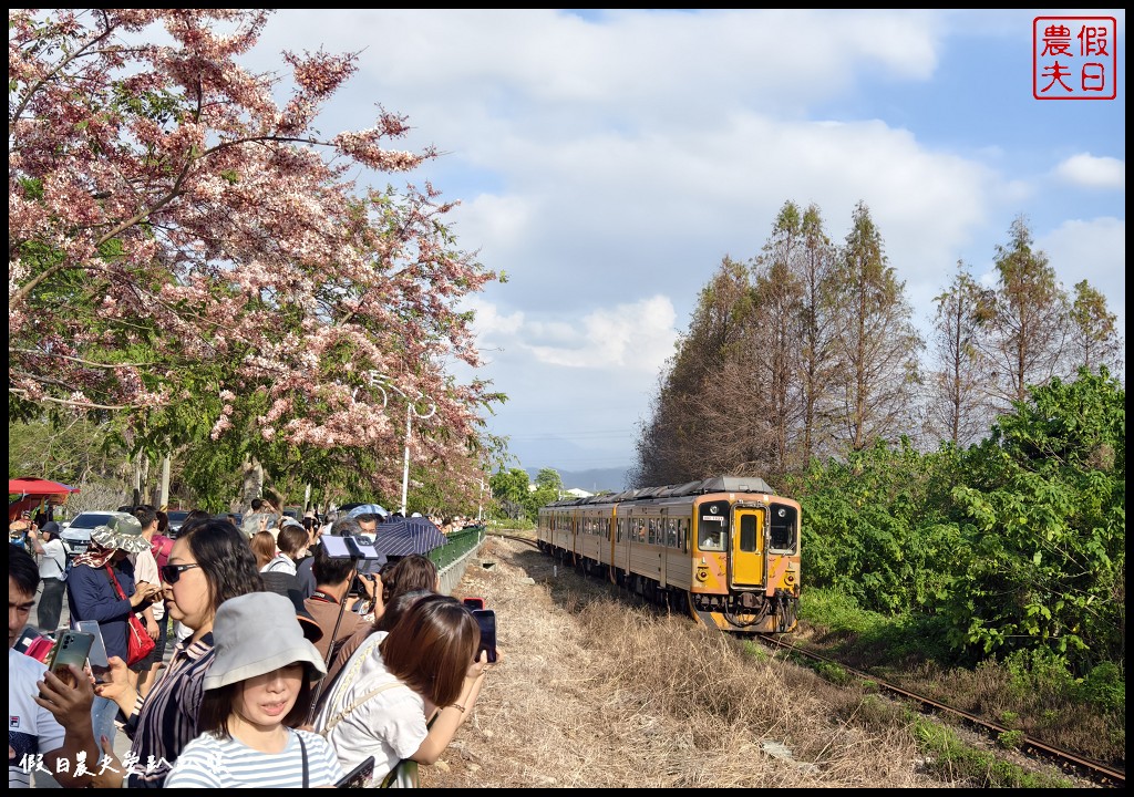 二水鐵道花旗木|媲美阿里山櫻花鐵道 集集小火車和花旗木同框 @假日農夫愛趴趴照