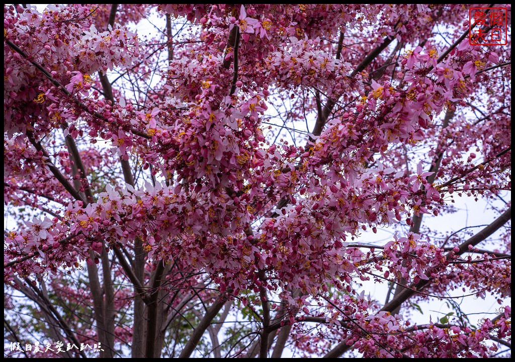 二水鐵道花旗木|媲美阿里山櫻花鐵道 集集小火車和花旗木同框 @假日農夫愛趴趴照