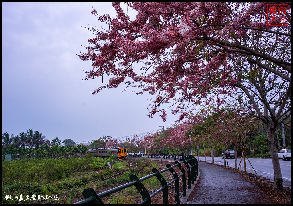 二水鐵道花旗木|媲美阿里山櫻花鐵道 集集小火車和花旗木同框 @假日農夫愛趴趴照