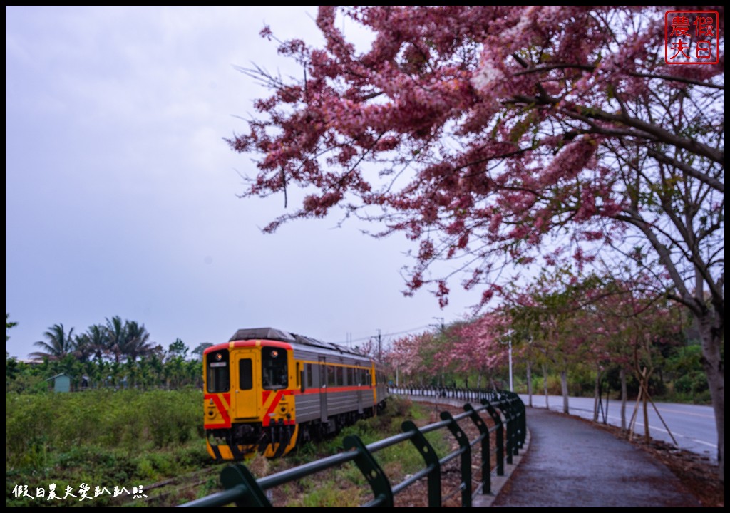 二水鐵道花旗木|媲美阿里山櫻花鐵道 集集小火車和花旗木同框 @假日農夫愛趴趴照