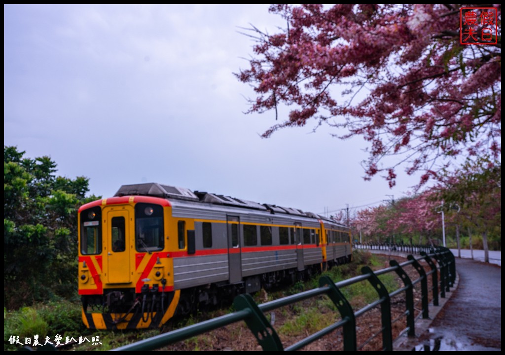 二水鐵道花旗木|媲美阿里山櫻花鐵道 集集小火車和花旗木同框 @假日農夫愛趴趴照