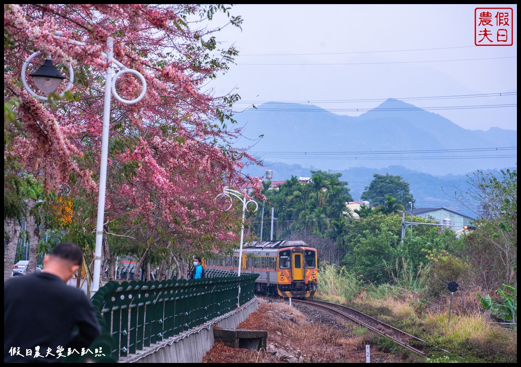 二水鐵道花旗木|媲美阿里山櫻花鐵道 集集小火車和花旗木同框 @假日農夫愛趴趴照