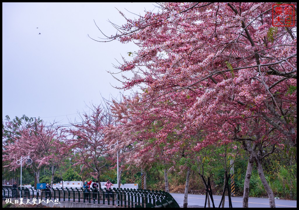 二水鐵道花旗木|媲美阿里山櫻花鐵道 集集小火車和花旗木同框 @假日農夫愛趴趴照