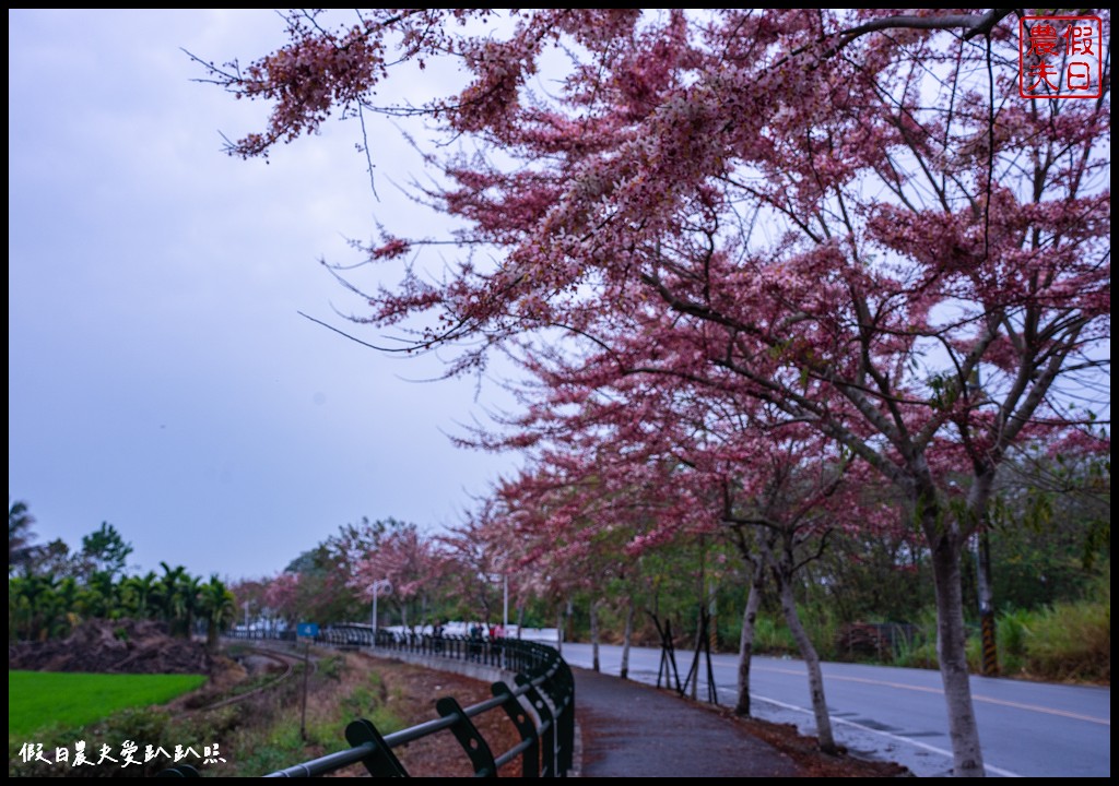 二水鐵道花旗木|媲美阿里山櫻花鐵道 集集小火車和花旗木同框 @假日農夫愛趴趴照