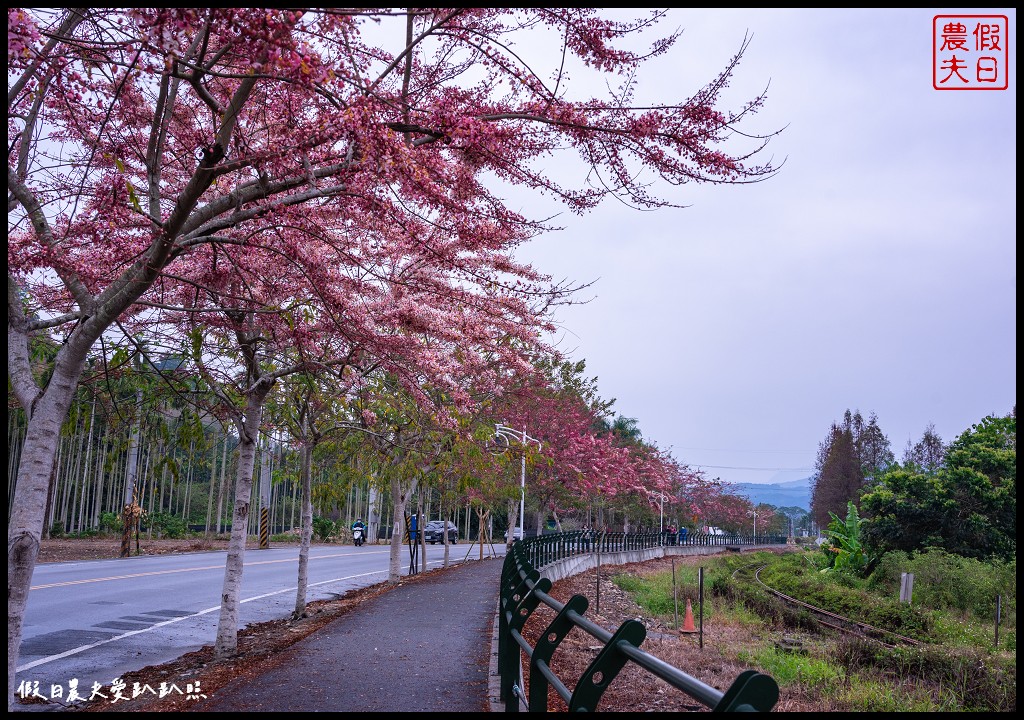 二水鐵道花旗木|媲美阿里山櫻花鐵道 集集小火車和花旗木同框 @假日農夫愛趴趴照