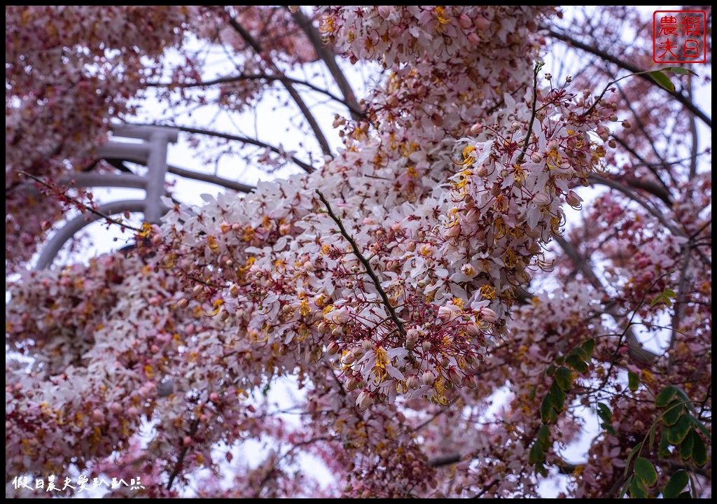 二水鐵道花旗木|媲美阿里山櫻花鐵道 集集小火車和花旗木同框 @假日農夫愛趴趴照