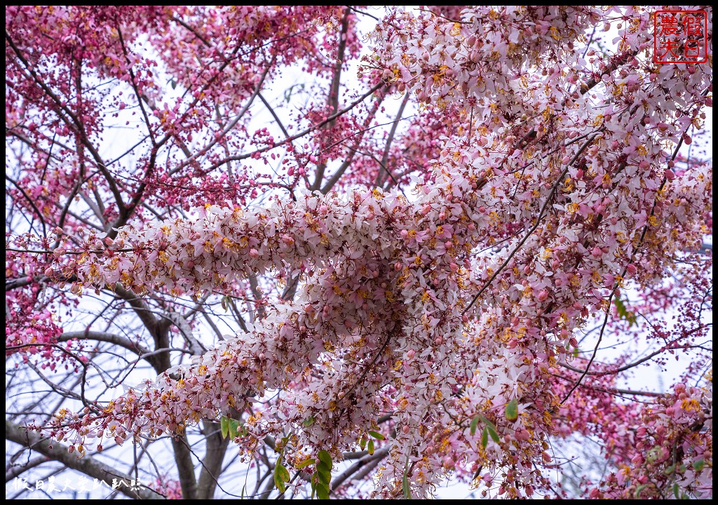 二水鐵道花旗木|媲美阿里山櫻花鐵道 集集小火車和花旗木同框 @假日農夫愛趴趴照