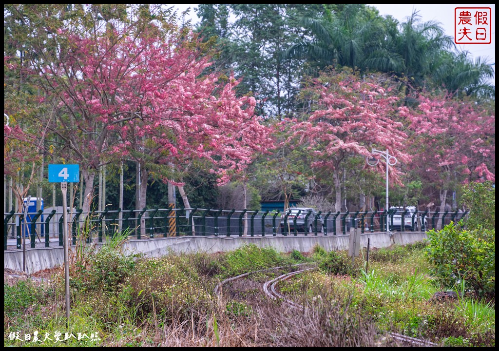 二水鐵道花旗木|媲美阿里山櫻花鐵道 集集小火車和花旗木同框 @假日農夫愛趴趴照