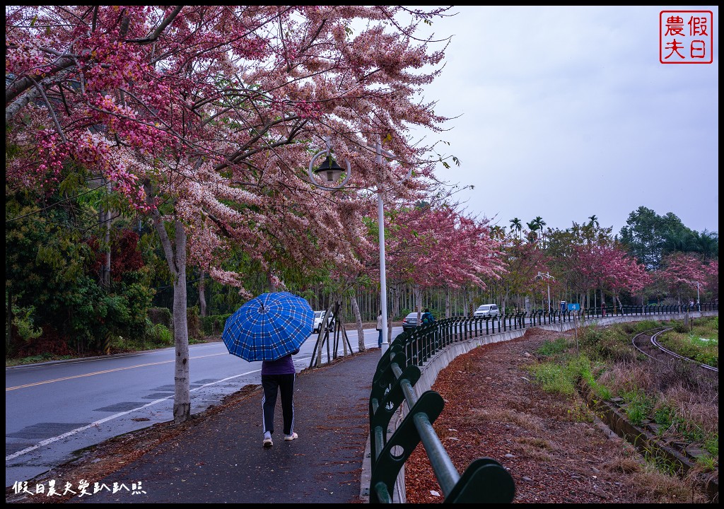 二水鐵道花旗木|媲美阿里山櫻花鐵道 集集小火車和花旗木同框 @假日農夫愛趴趴照