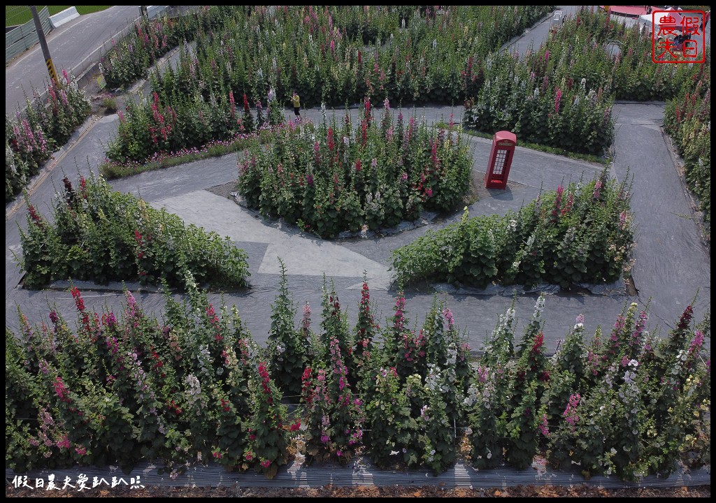 員林蜀葵花季|花現員林-蜀葵花海探險去．2萬株蜀葵花陣迷宮等你來 @假日農夫愛趴趴照