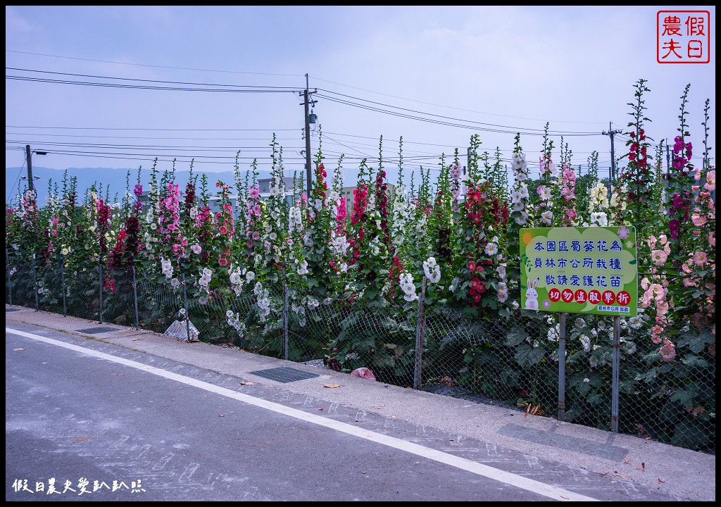 員林蜀葵花季|花現員林-蜀葵花海探險去．2萬株蜀葵花陣迷宮等你來 @假日農夫愛趴趴照