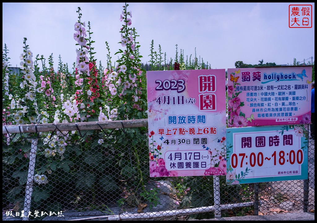 員林蜀葵花季|花現員林-蜀葵花海探險去．2萬株蜀葵花陣迷宮等你來 @假日農夫愛趴趴照