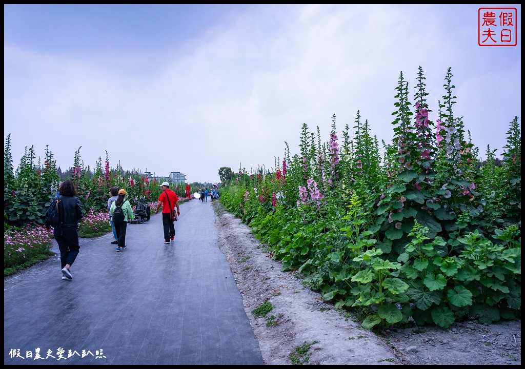 員林蜀葵花季|花現員林-蜀葵花海探險去．2萬株蜀葵花陣迷宮等你來 @假日農夫愛趴趴照