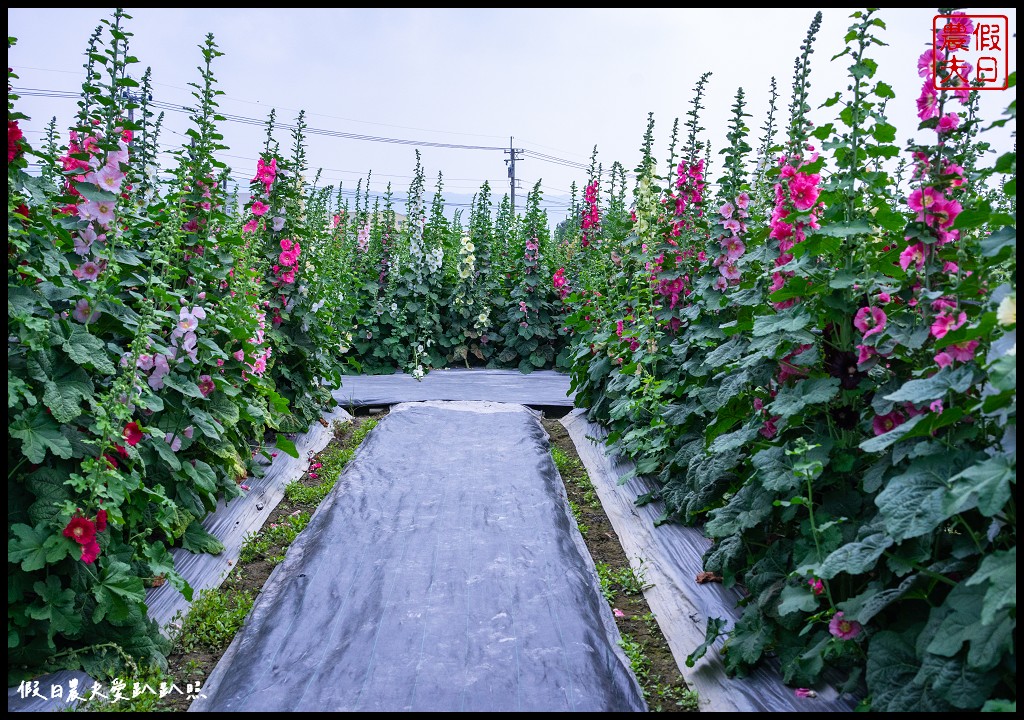 員林蜀葵花季|花現員林-蜀葵花海探險去．2萬株蜀葵花陣迷宮等你來 @假日農夫愛趴趴照