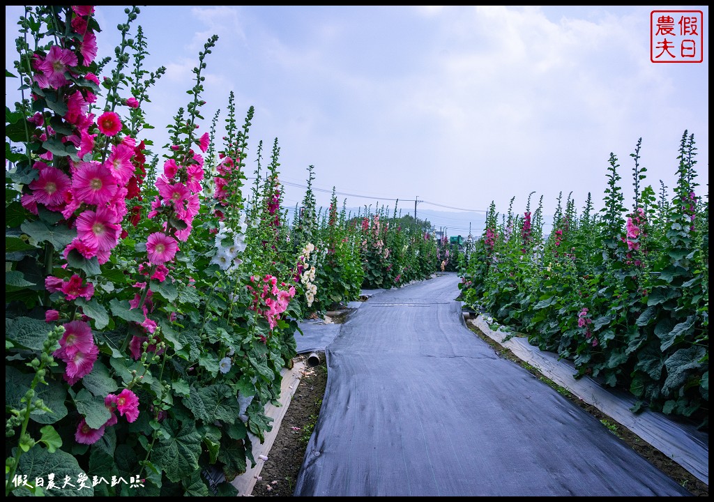 員林蜀葵花季|花現員林-蜀葵花海探險去．2萬株蜀葵花陣迷宮等你來 @假日農夫愛趴趴照