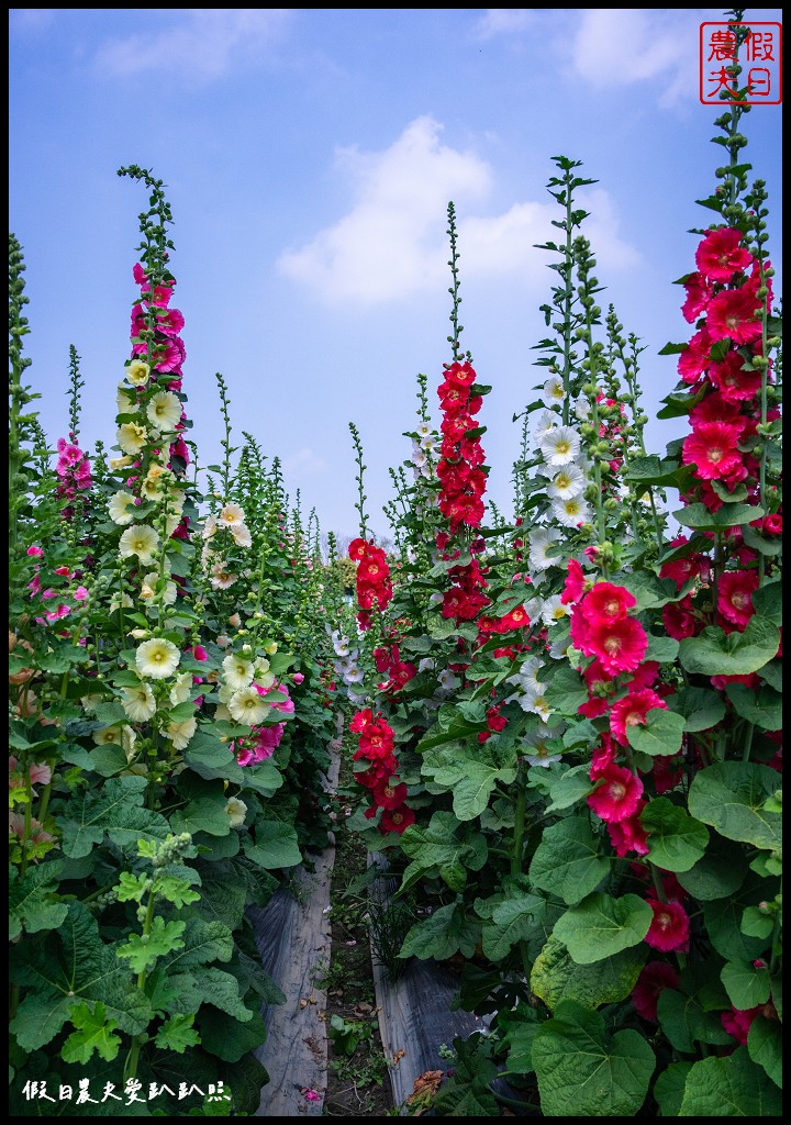 員林蜀葵花季|花現員林-蜀葵花海探險去．2萬株蜀葵花陣迷宮等你來 @假日農夫愛趴趴照