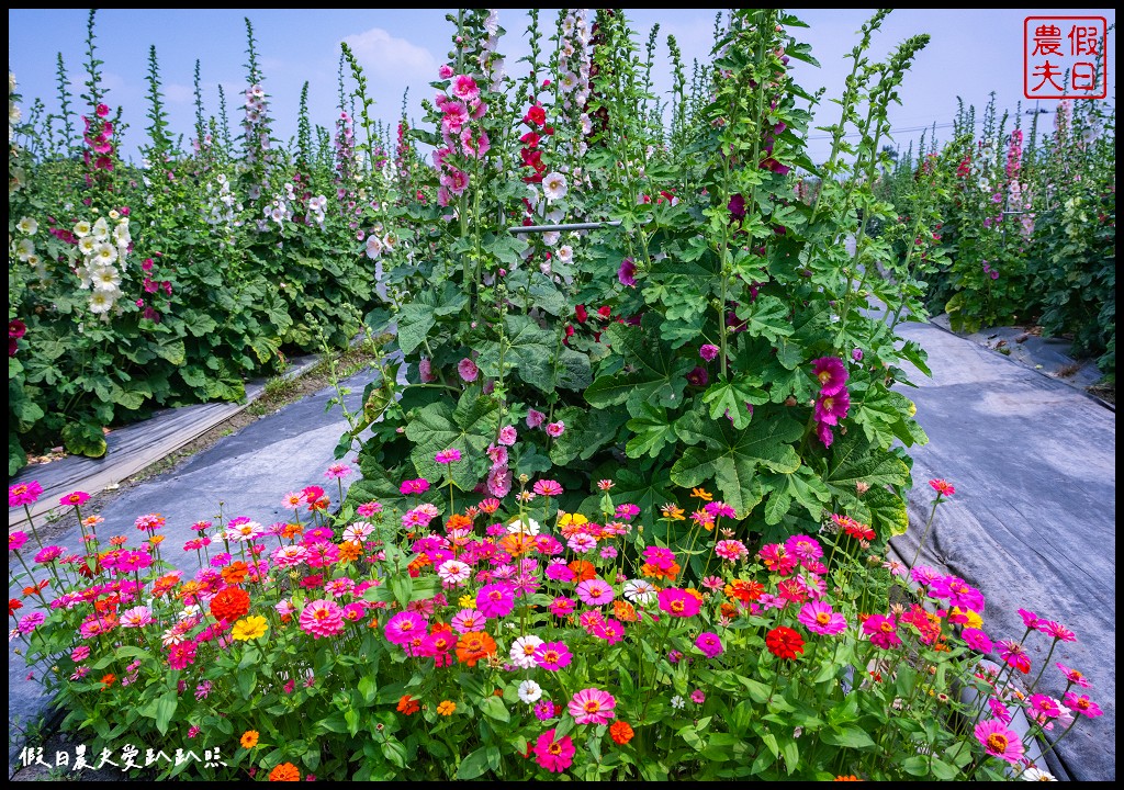 員林蜀葵花季|花現員林-蜀葵花海探險去．2萬株蜀葵花陣迷宮等你來 @假日農夫愛趴趴照