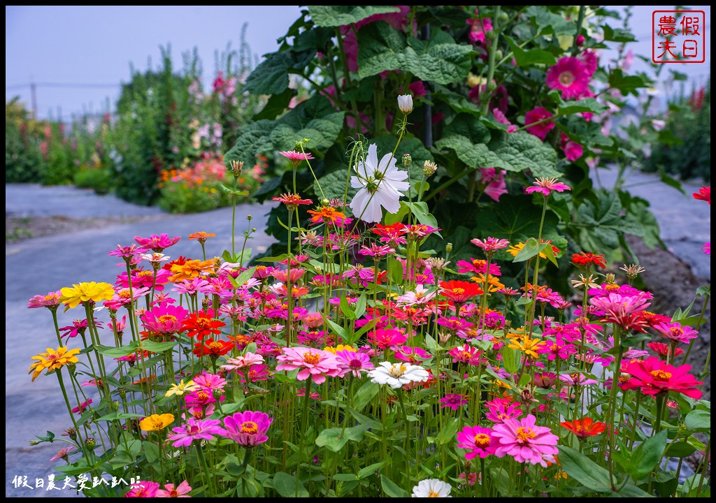 員林蜀葵花季|花現員林-蜀葵花海探險去．2萬株蜀葵花陣迷宮等你來 @假日農夫愛趴趴照