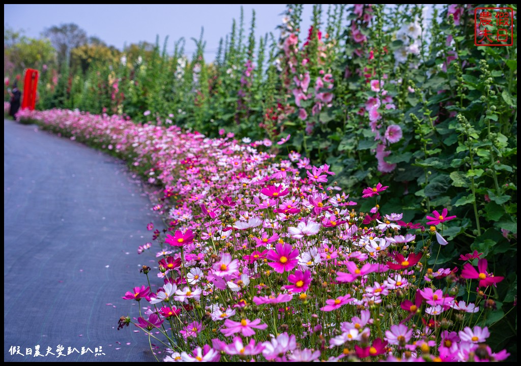 員林蜀葵花季|花現員林-蜀葵花海探險去．2萬株蜀葵花陣迷宮等你來 @假日農夫愛趴趴照