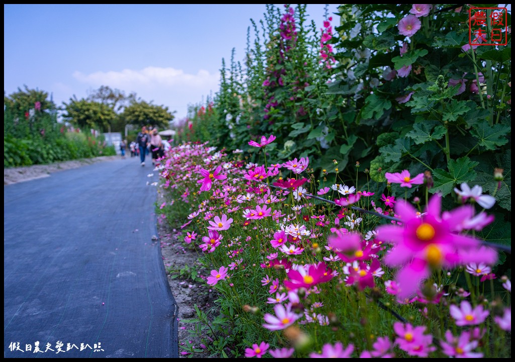 員林蜀葵花季|花現員林-蜀葵花海探險去．2萬株蜀葵花陣迷宮等你來 @假日農夫愛趴趴照