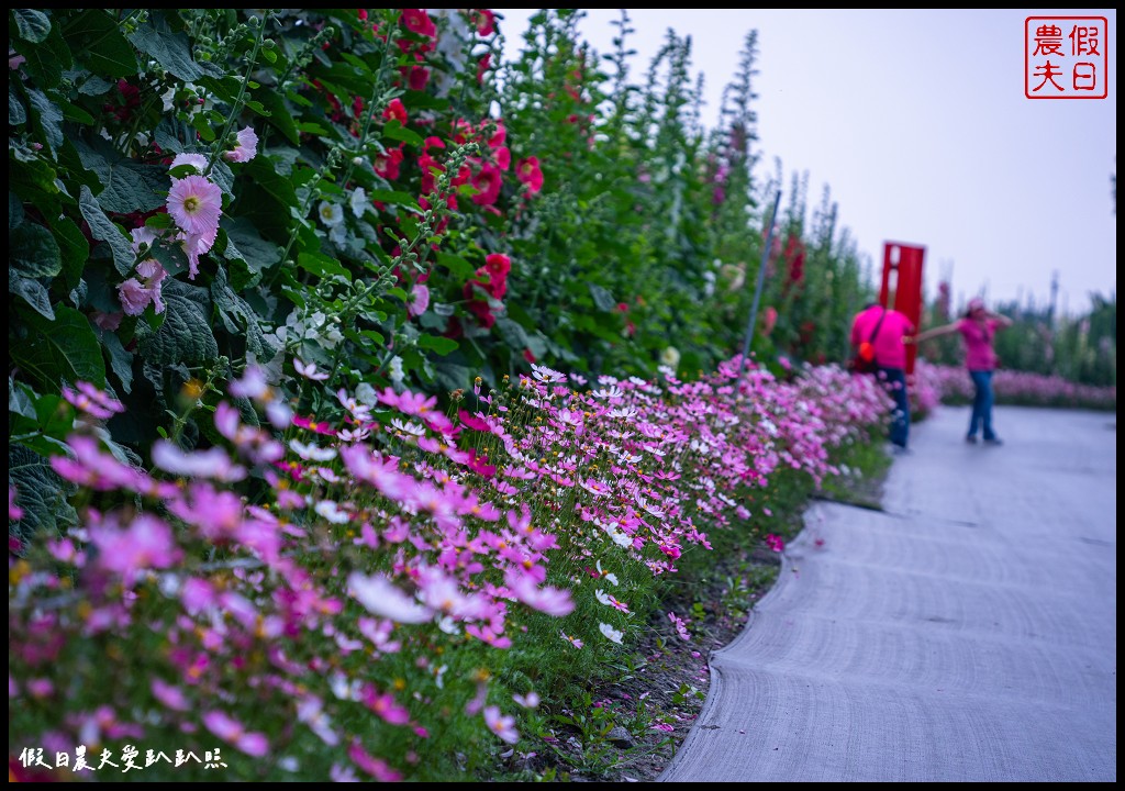 員林蜀葵花季|花現員林-蜀葵花海探險去．2萬株蜀葵花陣迷宮等你來 @假日農夫愛趴趴照