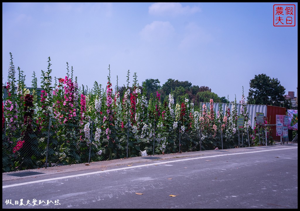 員林蜀葵花季|花現員林-蜀葵花海探險去．2萬株蜀葵花陣迷宮等你來 @假日農夫愛趴趴照