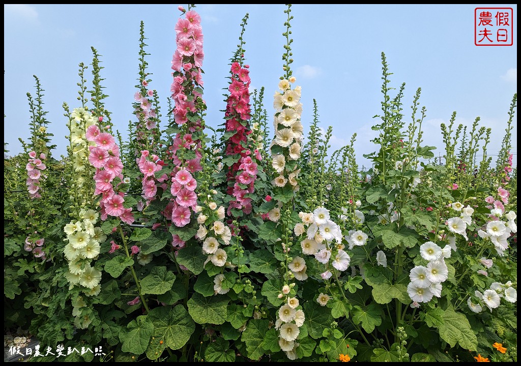 員林蜀葵花季|花現員林-蜀葵花海探險去．2萬株蜀葵花陣迷宮等你來 @假日農夫愛趴趴照