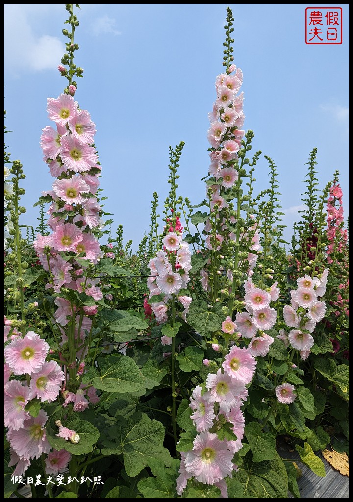 員林蜀葵花季|花現員林-蜀葵花海探險去．2萬株蜀葵花陣迷宮等你來 @假日農夫愛趴趴照