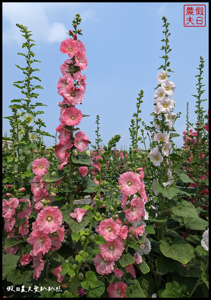 員林蜀葵花季|花現員林-蜀葵花海探險去．2萬株蜀葵花陣迷宮等你來 @假日農夫愛趴趴照