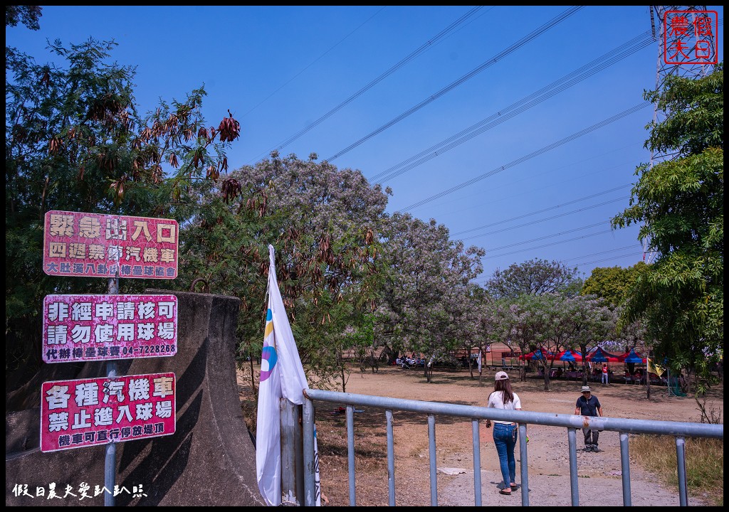 超大型花椰菜現身大肚溪棒壘球場|苦楝花浪漫淡紫色花海隧道 @假日農夫愛趴趴照