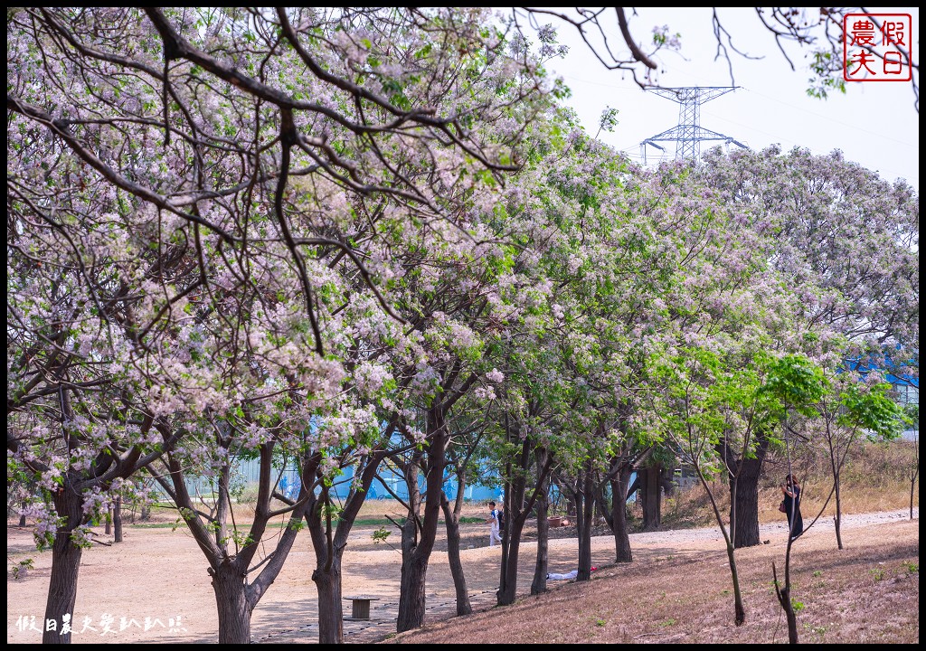 超大型花椰菜現身大肚溪棒壘球場|苦楝花浪漫淡紫色花海隧道 @假日農夫愛趴趴照