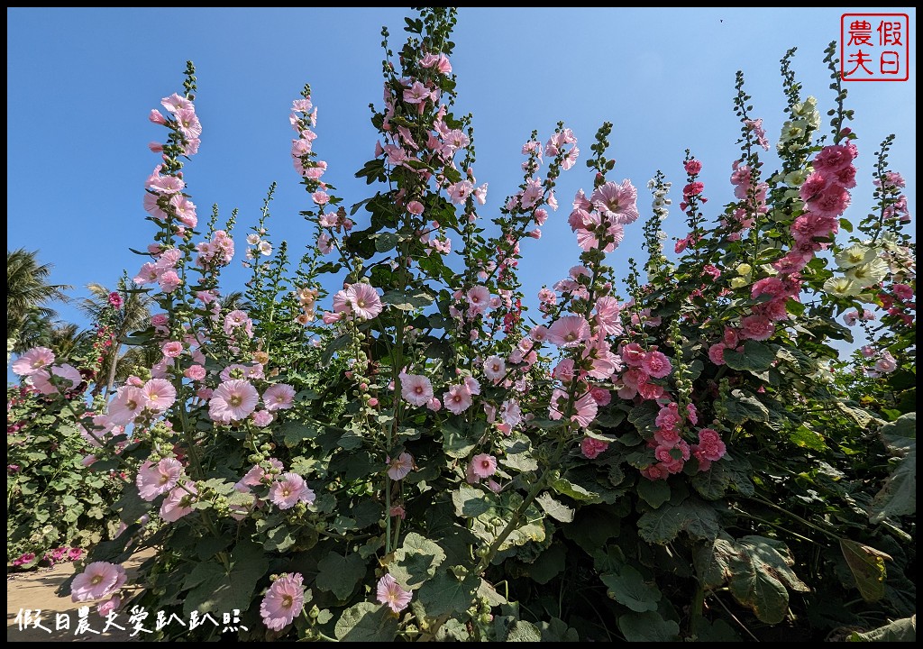 唸戀學甲蜀葵花文化節|愛麗絲夢遊仙境 蜀葵花鼠尾草百日草花海都好拍 @假日農夫愛趴趴照