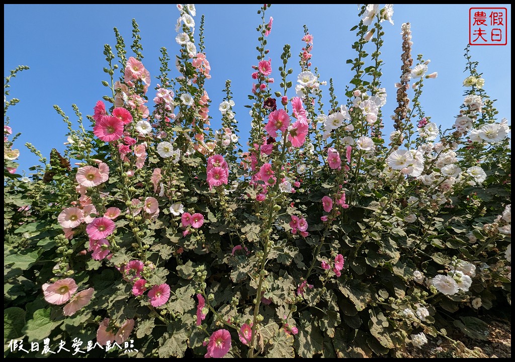 唸戀學甲蜀葵花文化節|愛麗絲夢遊仙境 蜀葵花鼠尾草百日草花海都好拍 @假日農夫愛趴趴照