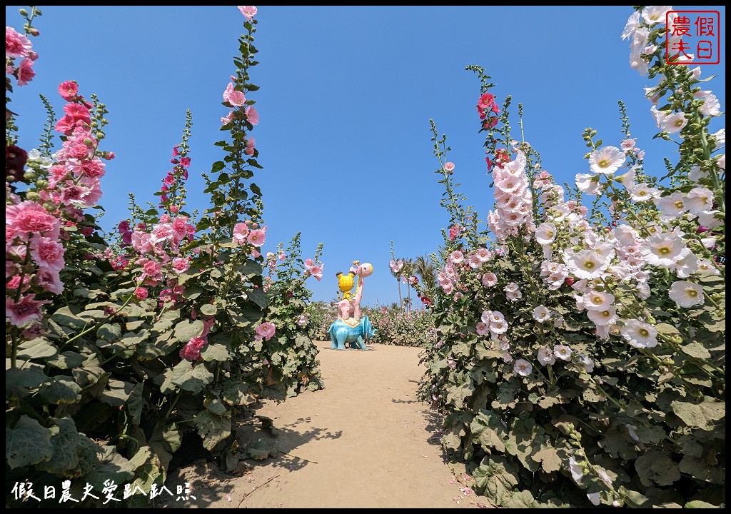 唸戀學甲蜀葵花文化節|愛麗絲夢遊仙境 蜀葵花鼠尾草百日草花海都好拍 @假日農夫愛趴趴照