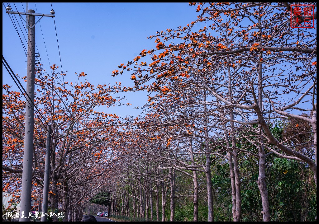 東螺溪木棉花道|全國最長的木棉花道火紅綻放．美麗的火紅大道 @假日農夫愛趴趴照