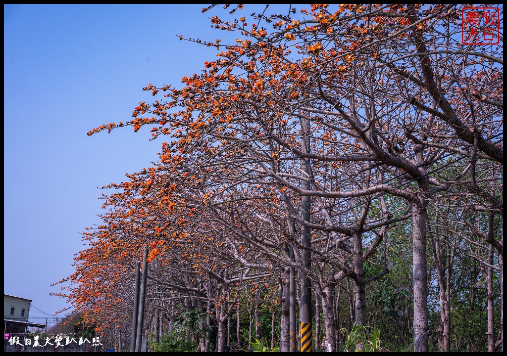 東螺溪木棉花道|全國最長的木棉花道火紅綻放．美麗的火紅大道 @假日農夫愛趴趴照