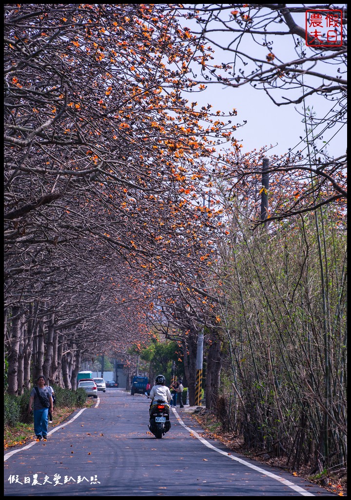 東螺溪木棉花道|全國最長的木棉花道火紅綻放．美麗的火紅大道 @假日農夫愛趴趴照