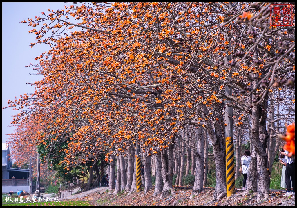 東螺溪木棉花道|全國最長的木棉花道火紅綻放．美麗的火紅大道 @假日農夫愛趴趴照