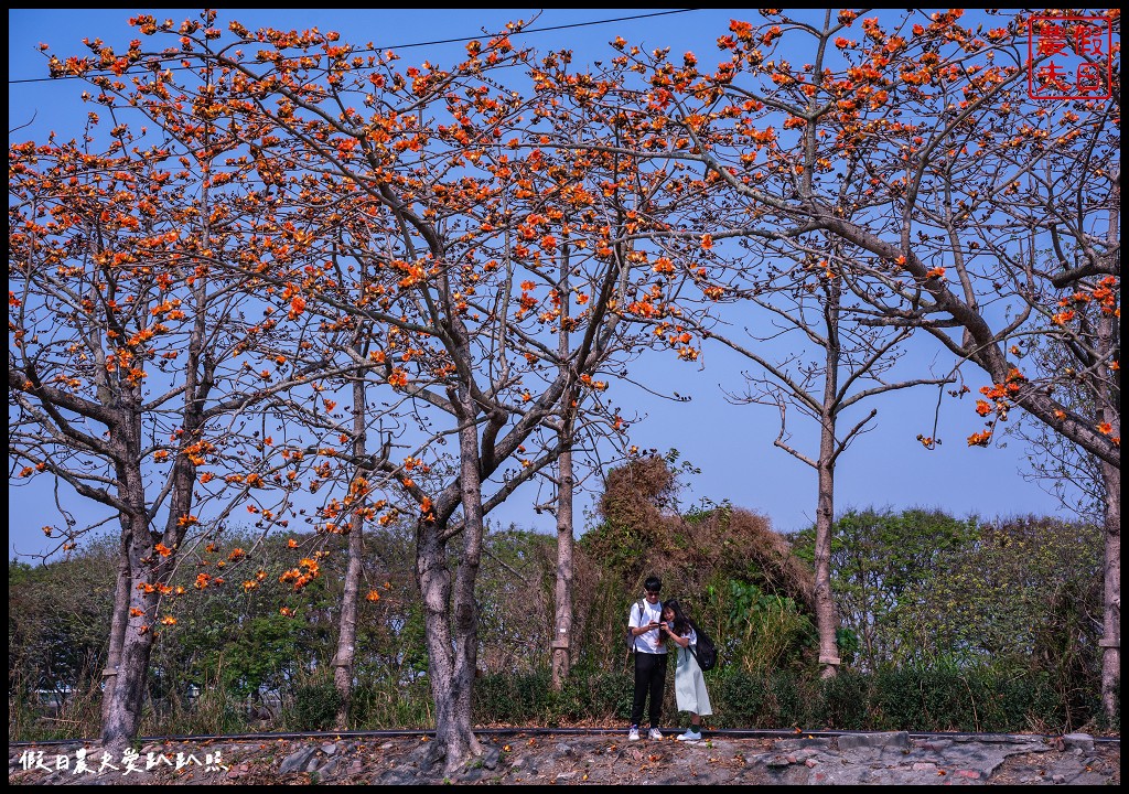 東螺溪木棉花道|全國最長的木棉花道火紅綻放．美麗的火紅大道 @假日農夫愛趴趴照