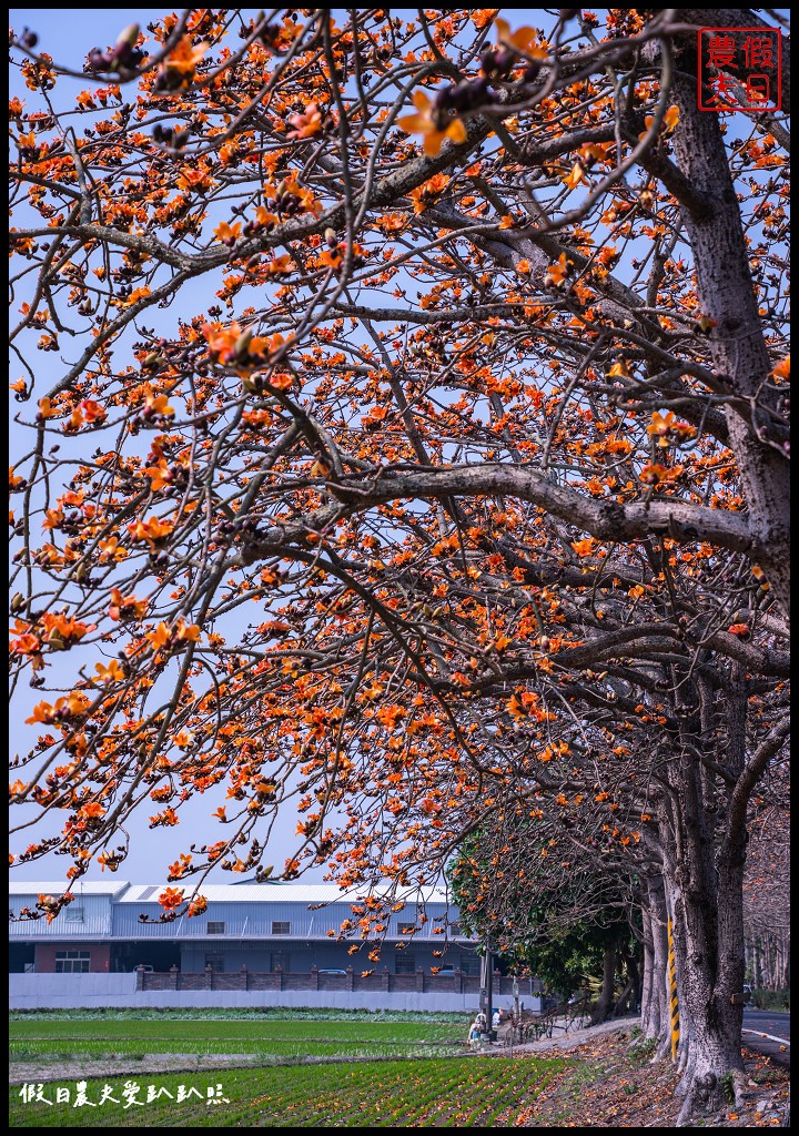 東螺溪木棉花道|全國最長的木棉花道火紅綻放．美麗的火紅大道 @假日農夫愛趴趴照