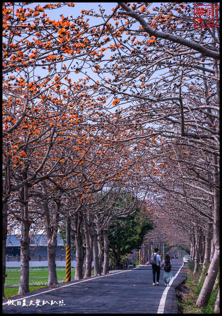 東螺溪木棉花道|全國最長的木棉花道火紅綻放．美麗的火紅大道 @假日農夫愛趴趴照