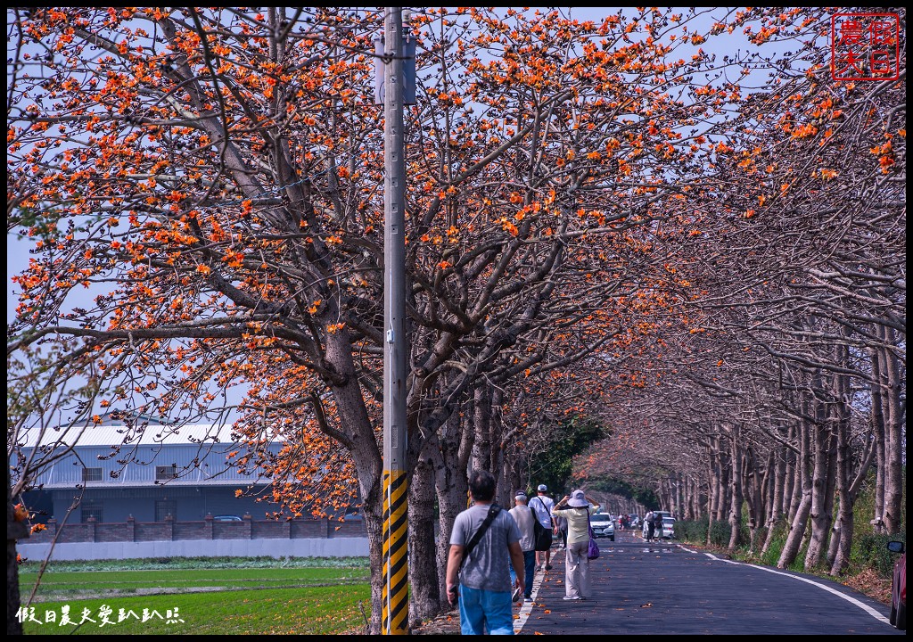 東螺溪木棉花道|全國最長的木棉花道火紅綻放．美麗的火紅大道 @假日農夫愛趴趴照