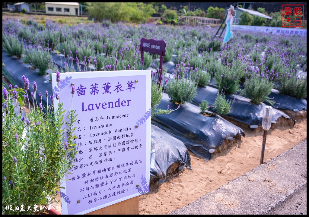 葛瑞絲香草花田|7000坪1萬5千株薰衣草免費參觀．台版的普羅旺斯 @假日農夫愛趴趴照