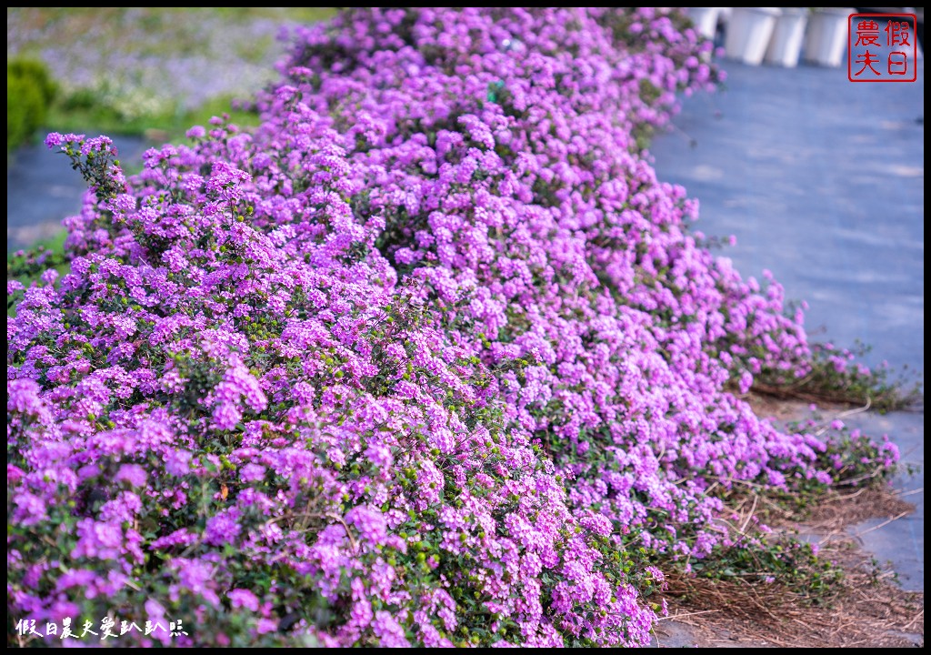 葛瑞絲香草花田|7000坪1萬5千株薰衣草免費參觀．台版的普羅旺斯 @假日農夫愛趴趴照