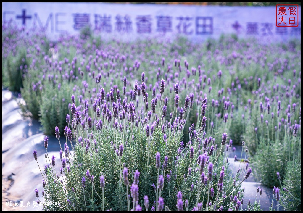 葛瑞絲香草花田|7000坪1萬5千株薰衣草免費參觀．台版的普羅旺斯 @假日農夫愛趴趴照