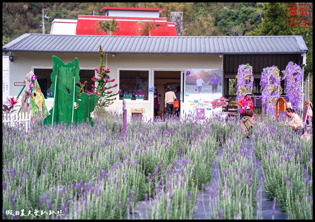 葛瑞絲香草花田|7000坪1萬5千株薰衣草免費參觀．台版的普羅旺斯 @假日農夫愛趴趴照