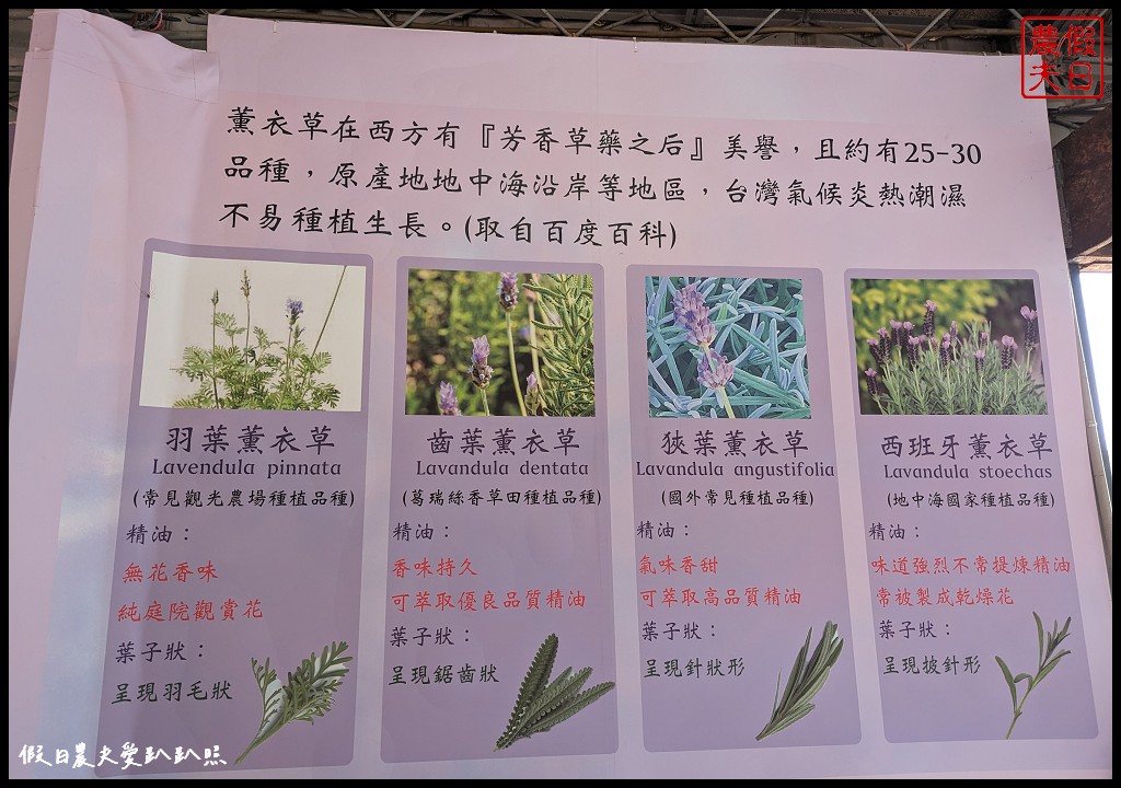 葛瑞絲香草花田|7000坪1萬5千株薰衣草免費參觀．台版的普羅旺斯 @假日農夫愛趴趴照