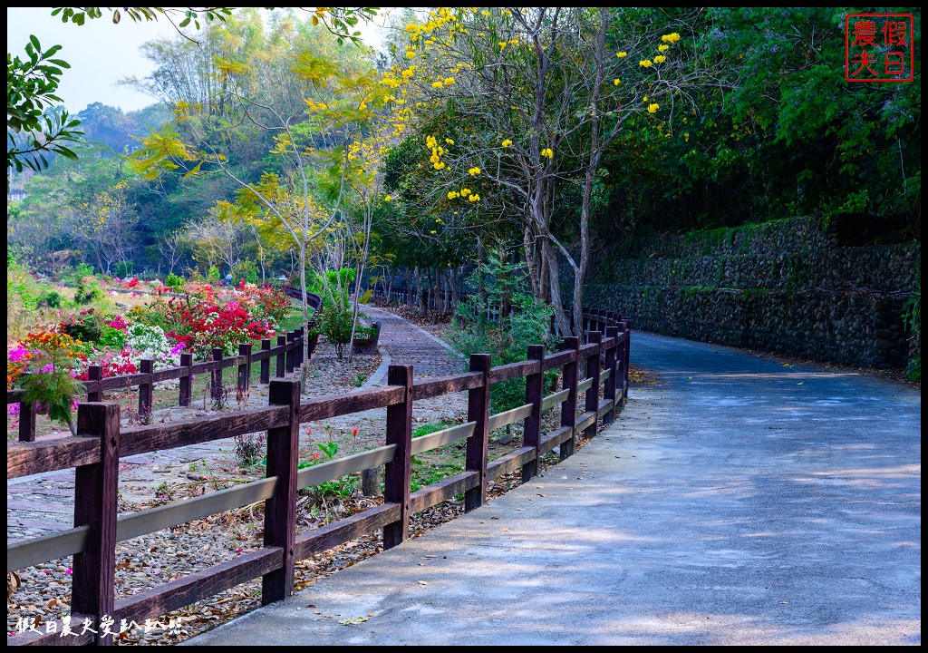 鹿谷清水溝溪麝香木|長600公尺的麝香木步道超美 還可以賞九重葛步道 @假日農夫愛趴趴照