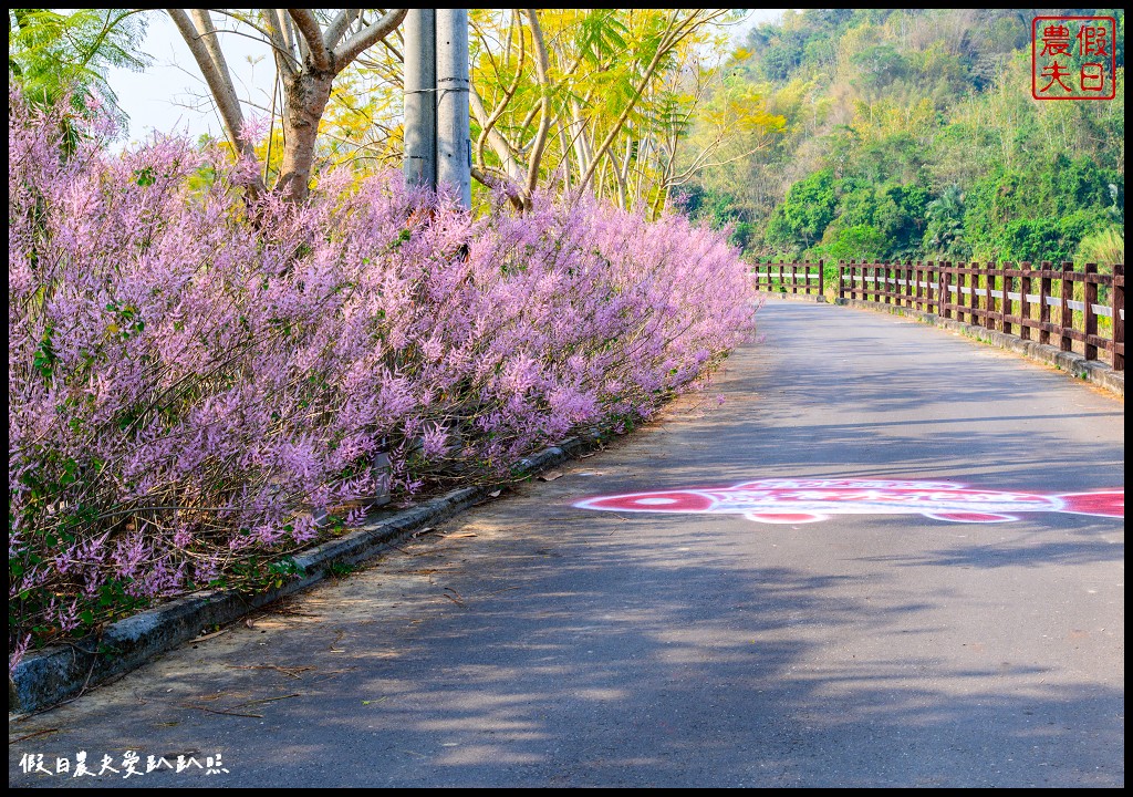 鹿谷清水溝溪麝香木|長600公尺的麝香木步道超美 還可以賞九重葛步道 @假日農夫愛趴趴照